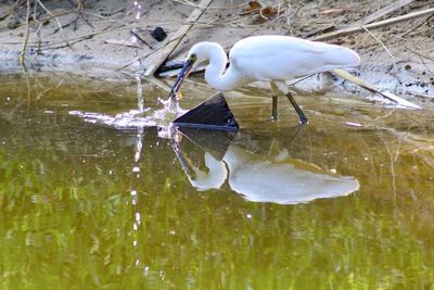 Bird in a lake