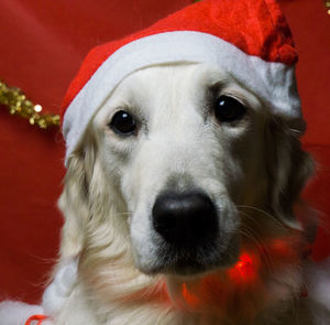 Close-up portrait of dog with santa hat