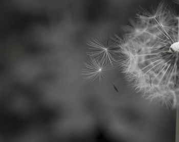 Close-up of dandelion on plant