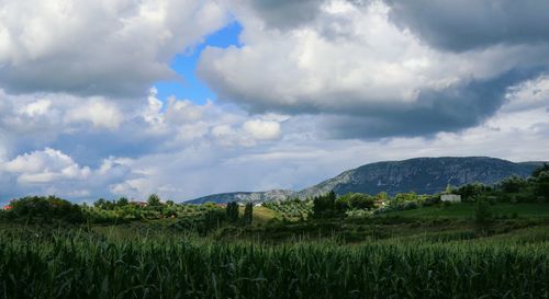 Scenic view of agricultural field against sky