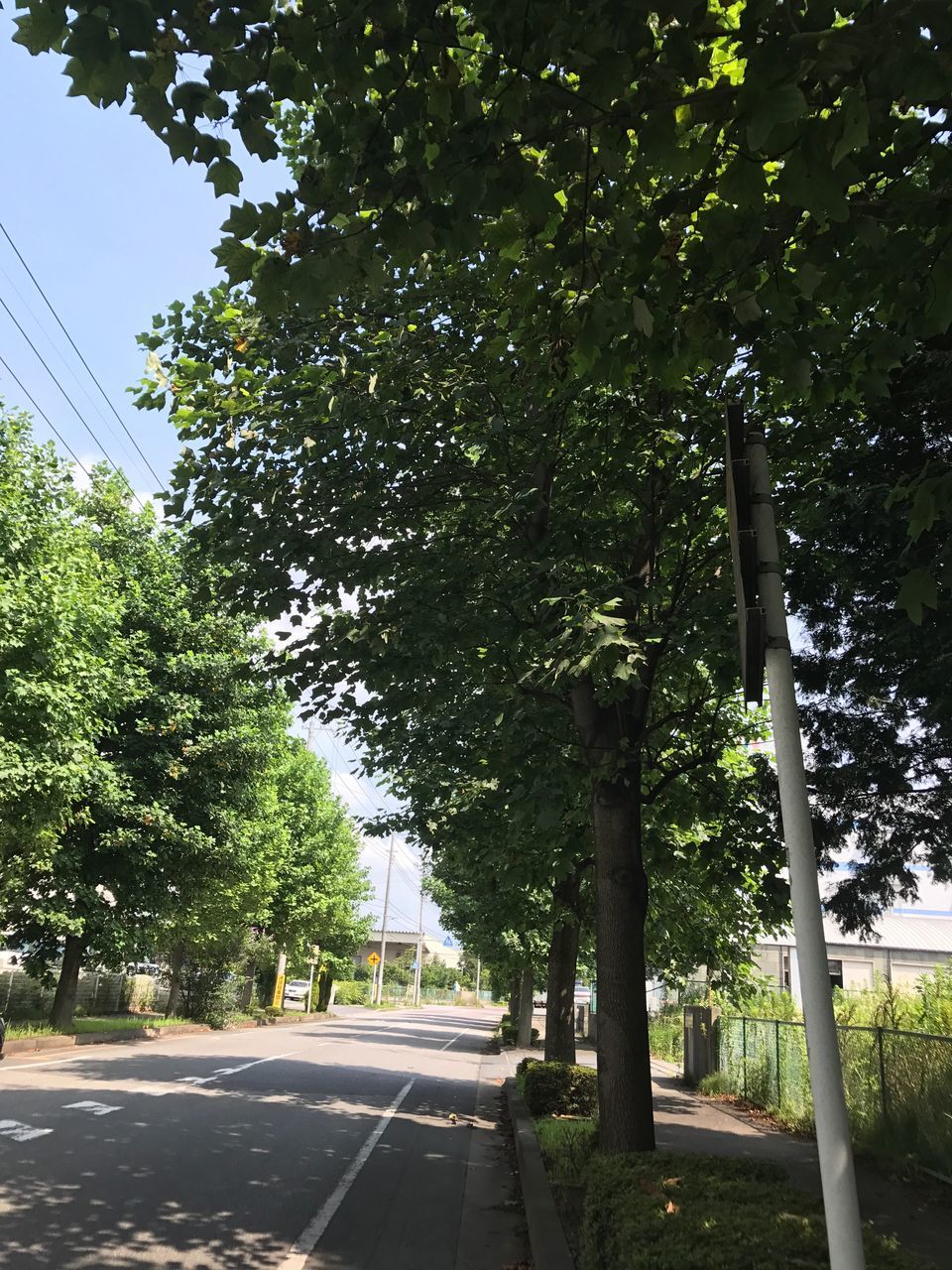 tree, road, growth, nature, no people, day, outdoors