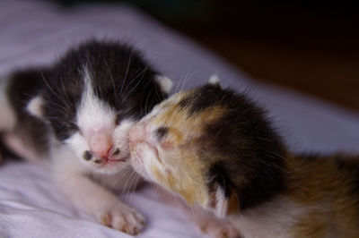 Close-up of kitten sleeping on bed