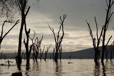 Silhouette bare trees by lake against sky during sunset