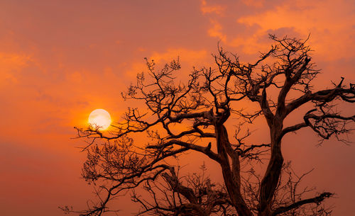 Beautiful silhouette leafless tree and sunset sky. calm and peaceful scene of sun, and dark sky.