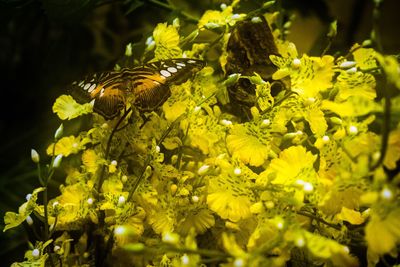 Close-up of bee on yellow flower