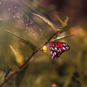 Close-up of butterfly on plant