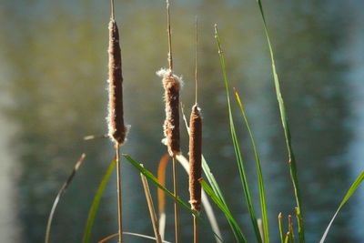 Close-up of plant growing on field