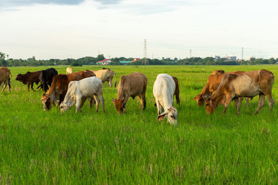 Group of cows eat the grass in the large field with cityscape background