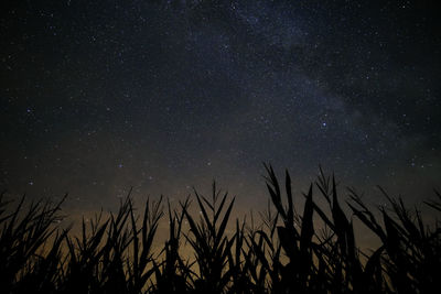 Low angle view of silhouette plants against star field at night