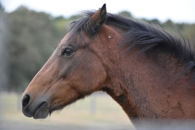 Close-up of horse