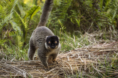 Portrait of sheep on tree