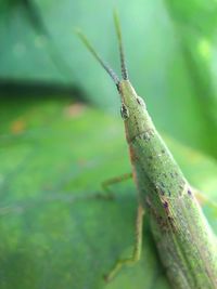 Close-up of insect on leaf