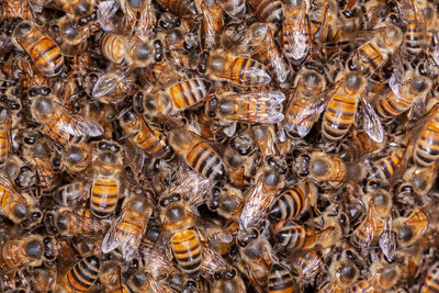 A lot of honey bee apis mellifera on hive