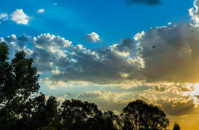 Low angle view of trees against sky