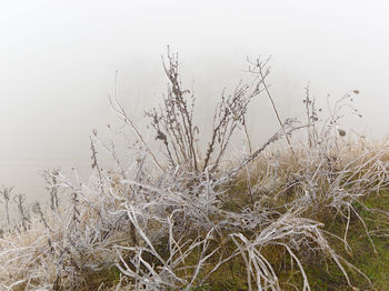 Plants growing on field against sky during winter