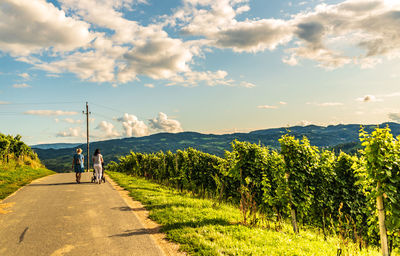 Scenic view of road amidst trees against sky