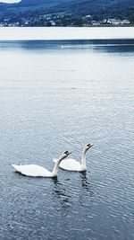 Swans swimming in lake