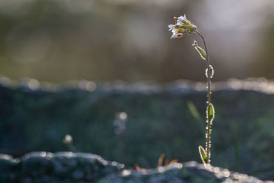 Close-up of flowering plant against blurred background