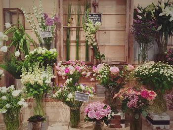 Potted plants in backyard