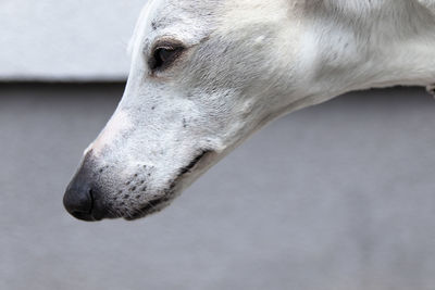 Close-up of a dog looking away