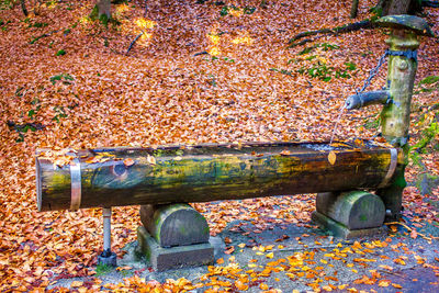 Close-up of rusty metal during autumn