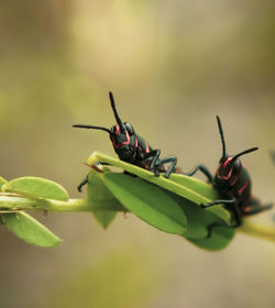 Close-up of insect on leaf