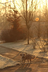 Dog standing in a field