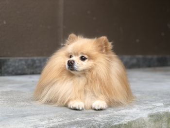 Pomeranian glazing in the sun