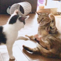 High angle view of cats on floor at home