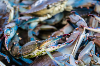 Close-up of crab