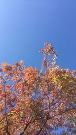 Low angle view of flower tree against clear blue sky