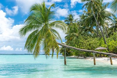 Palm trees on beach against blue sky