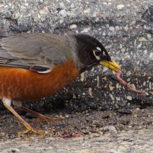 Close-up of bird