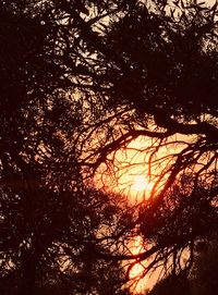 Low angle view of sunlight streaming through trees