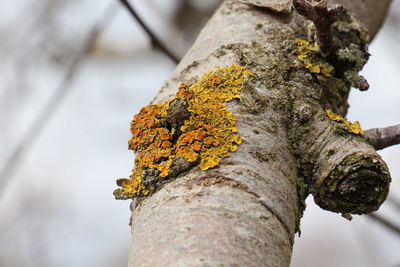 Close-up of lichen on tree trunk against sky