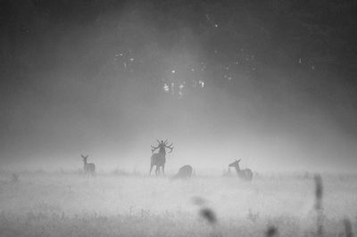 View of deer on field against sky