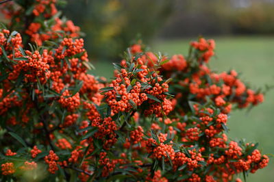 Close-up of red flowering plants