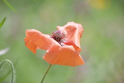 Close-up of red flower