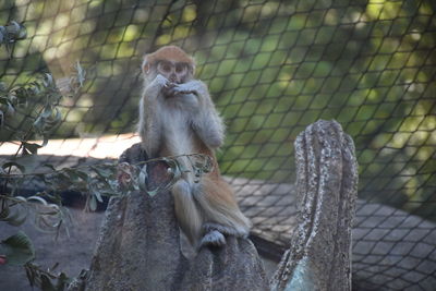 Monkey sitting on tree at zoo