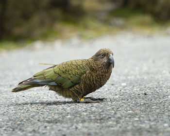 Close-up portrait of a kea bird, new zealand alpine parrot, south island new zealand