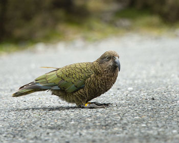 Close-up of bird perching on road