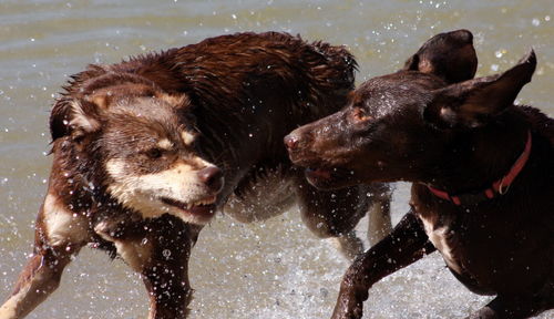 Wet dogs snarling on shore at beach