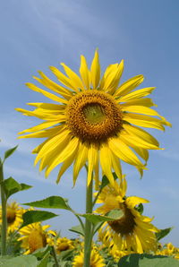 Close-up of sunflower on field against sky