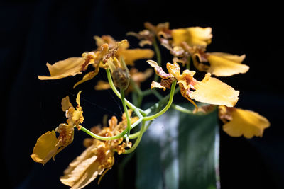 Close-up of wilted flower against black background