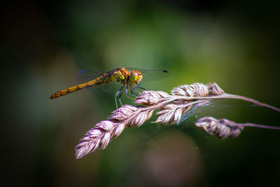 Close-up of insect dragonfly on grass seeds 