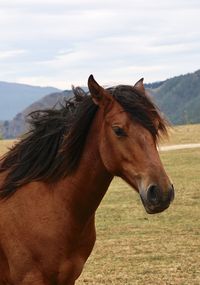 Horse on field against sky