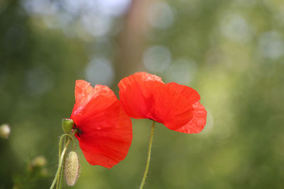 Close-up of red hibiscus blooming outdoors