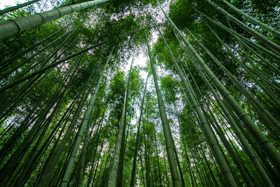 Low angle view of bamboo trees