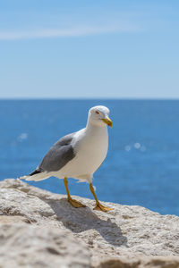 Seagull perching on rock by sea against sky