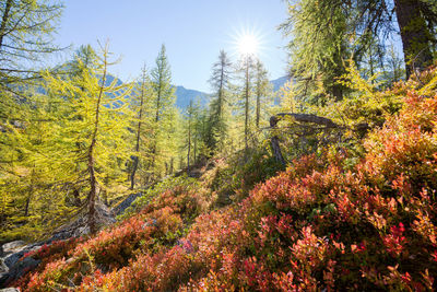 Trees growing in forest against sky